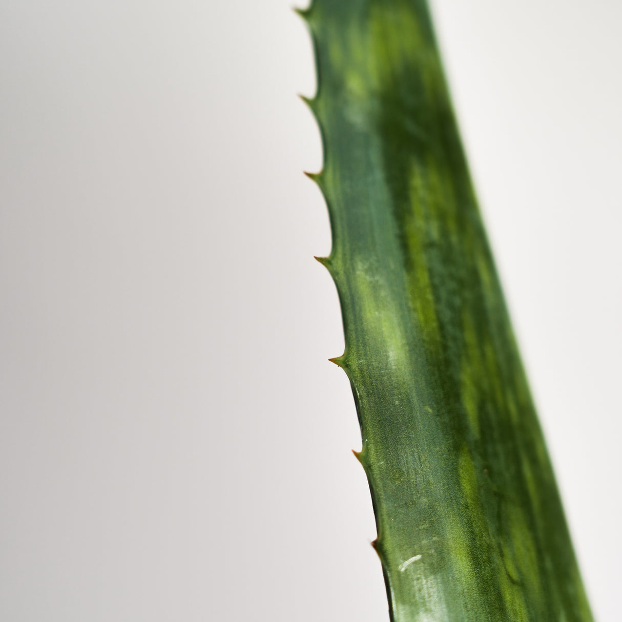 Black Rice Hyaluronic Essence 50ml